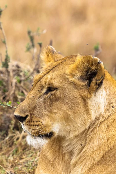 Portret Królowej Savannah Masai Mara Kenia Afryka — Zdjęcie stockowe