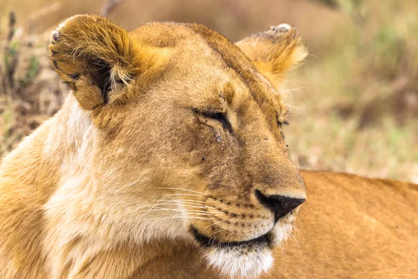 Portret Królowej Savanna Profilu Kenia Afryka — Zdjęcie stockowe