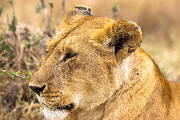 Piękna Lwica Masai Mara Kenia Afryka — Zdjęcie stockowe