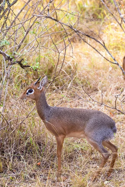 Malá Antilopa Savany Dik Dik Masai Mara Keňa — Stock fotografie