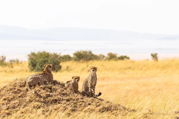 Family Cheetahs Masai Mara Hill Kenya Africa — Stock Photo, Image