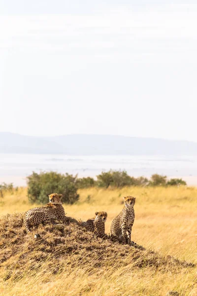 Family Cheetahs Masai Mara Kenya Africa — Stock Photo, Image