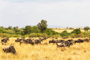Savannah wildebeest küçük bir sürüsü. Masai Mara, Kenya