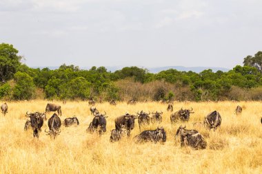 Küçük bir savana vahşi antilop sürüsü. Masai Mara, Kenya