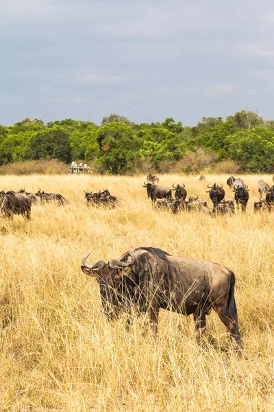 Savannah Büyük Bir Göç Sırasında Masai Mara Kenya — Stok fotoğraf
