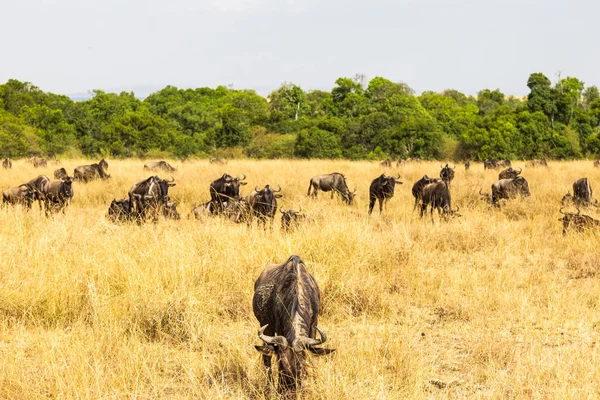 Portrait Savane Lors Une Grande Migration Masai Mara Kenya — Photo