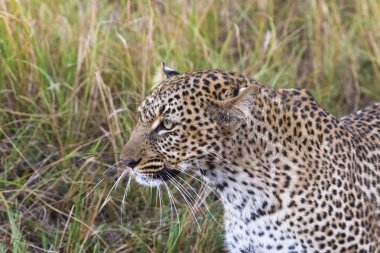Bir leopar yakın çekim Başkanı. Masai Mara, Kenya
