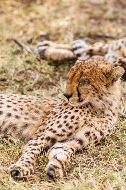 Cheetah savannah içinde uyuyor. Masai Mara, Kenya