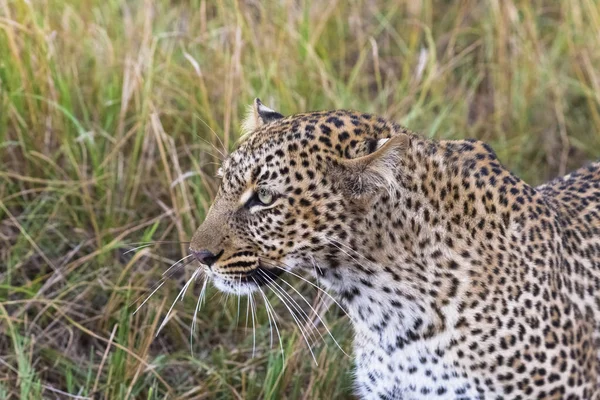 Capul Unui Leopard Aproape Masai Mara Kenya — Fotografie, imagine de stoc