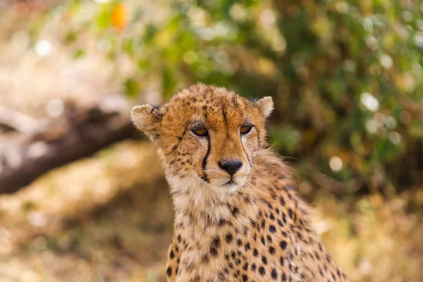 Guépard Dans Savane Masai Mara Kenya — Photo