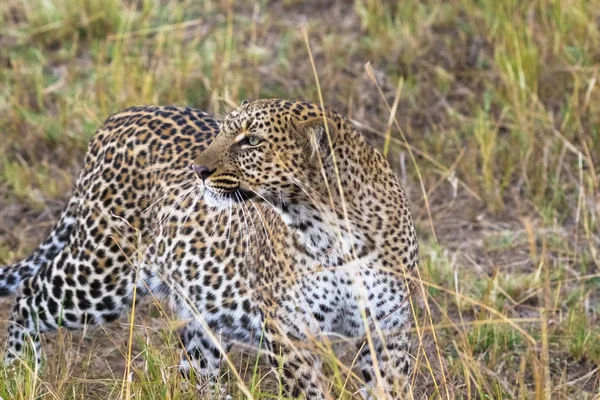 Leoparden Alltid Alerten Masai Mara Kenya — Stockfoto