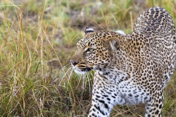 Der Leopard Versteckt Beute Masai Mara Kenia — Stockfoto