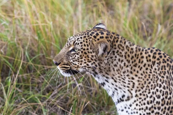 Leopard Walks Savannah Masai Mara Kenya — Stock Photo, Image