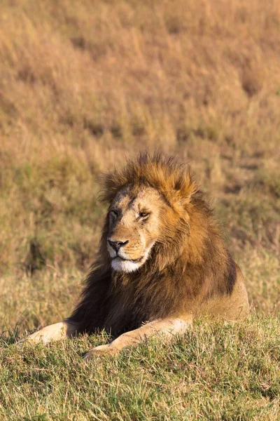 Een Grote Leeuw Rust Een Heuvel Savannah Masai Mara Afrika — Stockfoto