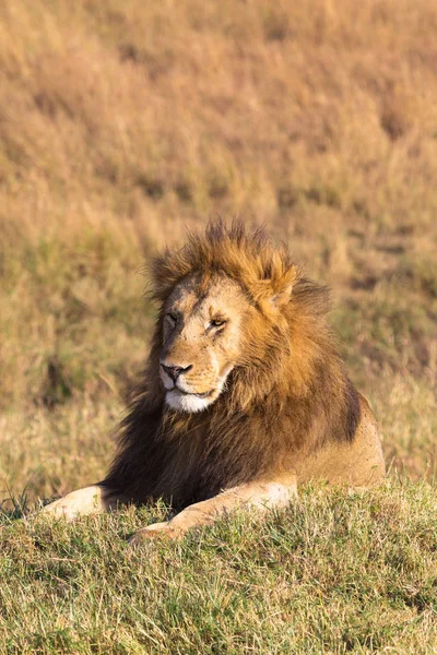 A large lion resting in the grass. Savannah Masai Mara, Africa