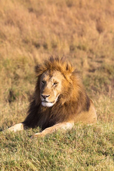 Retrato Leão Africano Com Crina Vermelha Masai Mara Quénia — Fotografia de Stock