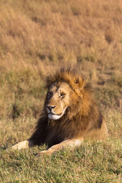 Retrato Leão Repouso Numa Colina Masai Mara Quénia — Fotografia de Stock