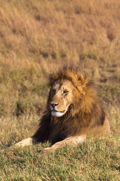 丘の上に居眠りライオンの肖像画 マサイマラ国立保護区 ケニア — ストック写真
