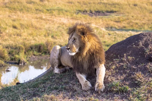 Lion Rust Buurt Van Het Water Savannah Masai Mara Kenia — Stockfoto