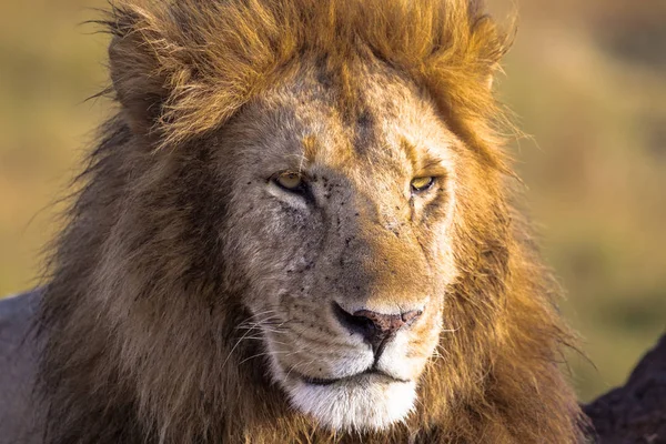 Het Hoofd Van Een Leeuw Een Full Frame Savannah Masai — Stockfoto