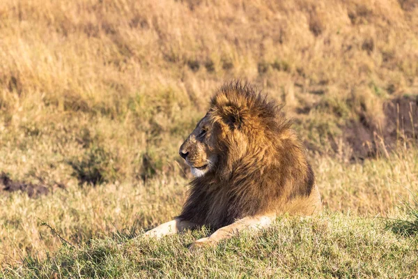 Portret Van Een Afrikaanse Leeuw Een Heuvel Masai Mara Kenia — Stockfoto