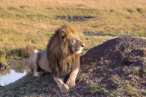 Leão Está Descansando Perto Água África Masai Mara Quénia — Fotografia de Stock