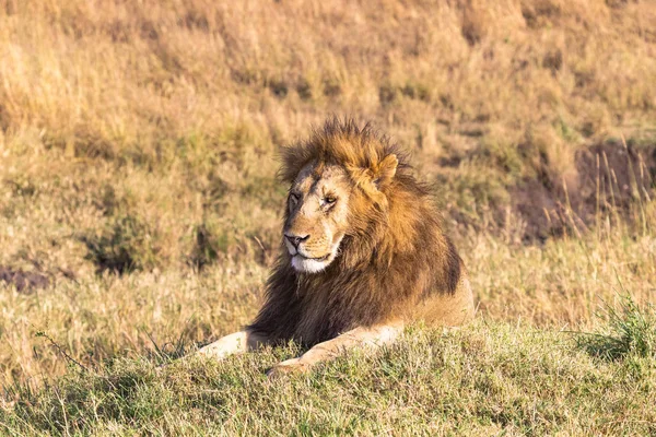 Masai Mara parkında bir tepe üzerinde yalancı bir aslan portresi. Kenya, Afrika