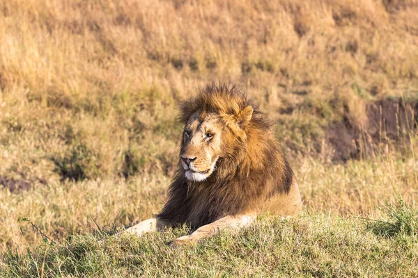 Bir tepe üzerinde yalancı bir aslan portresi. Masai Mara, Kenya