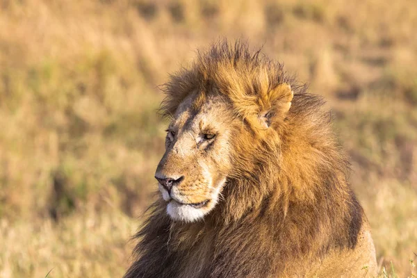 Hoofd Van Afrikaanse Leeuw Full Frame Masai Mara Afrika — Stockfoto