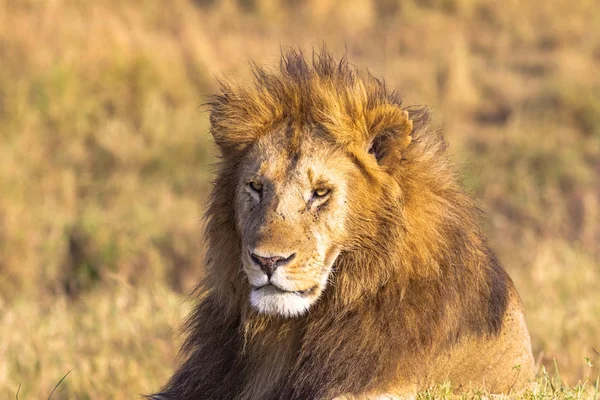 Αφρικανικό Λιοντάρι Κεφάλι Στην Πλήρους Καρέ Σαβάννα Μασάι Μάρα Αφρική — Φωτογραφία Αρχείου