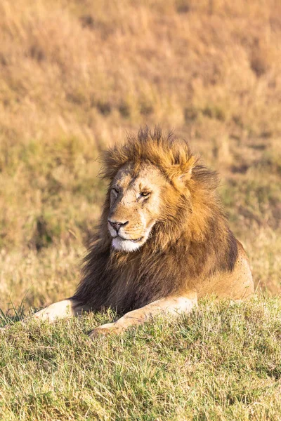 Een Rustende Leeuw Masai Mara Kenia — Stockfoto