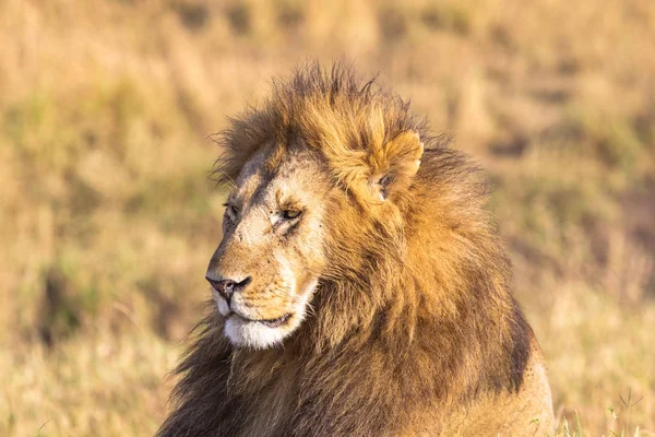 Cabeça Leão Fecha Savannah Masai Mara África — Fotografia de Stock