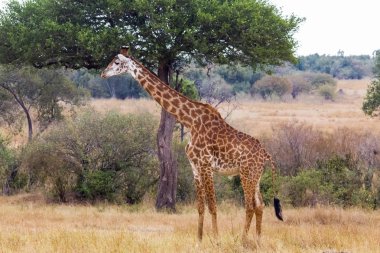 Zürafa yakınındaki büyük bir ağaç. Masai Mara, Kenya