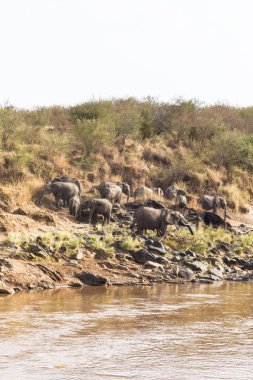 Banyo sonra sürüsü. Masai Mara, Kenya. Afrika