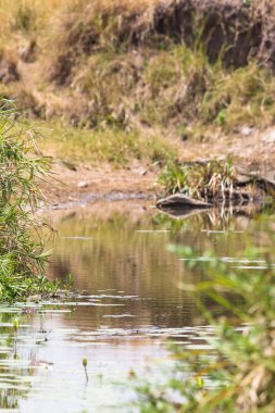 Yeşil çalılar arasında küçük bir gölet. Savannah Kenya'daki Masai Mara. Afrika