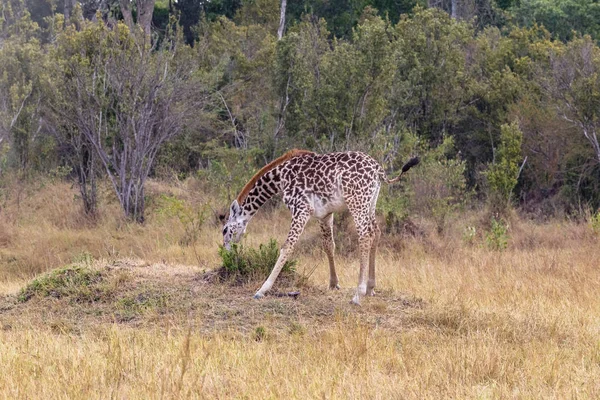 Cucciolo Giraffa Una Radura Vicino Albero Kenya Africa — Foto Stock
