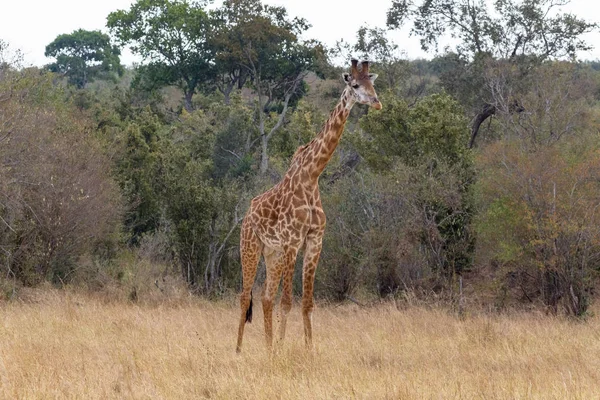 Giraffa Masai Vicino Bordo Della Foresta Masai Mara Kenya — Foto Stock