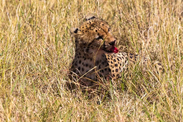 Avcılar Masai Mara Üzerinden Çita Bir Yemekten Sonra Kenya Afrika — Stok fotoğraf