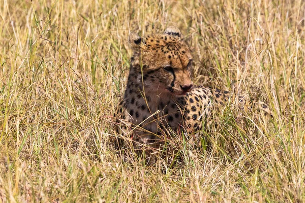 Cheetah Een Maaltijd Jagers Van Masai Mara Kenia — Stockfoto