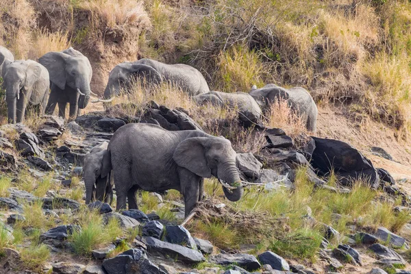 Una Pequeña Manada Elefantes Orilla Del Río Masai Mara Kenia — Foto de Stock