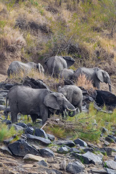 Una Pequeña Manada Elefantes Una Costa Pedregosa Masai Mara Kenia — Foto de Stock