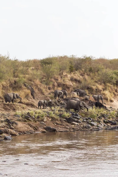 Una Manada Elefantes Una Costa Pedregosa Masai Mara Kenia África — Foto de Stock