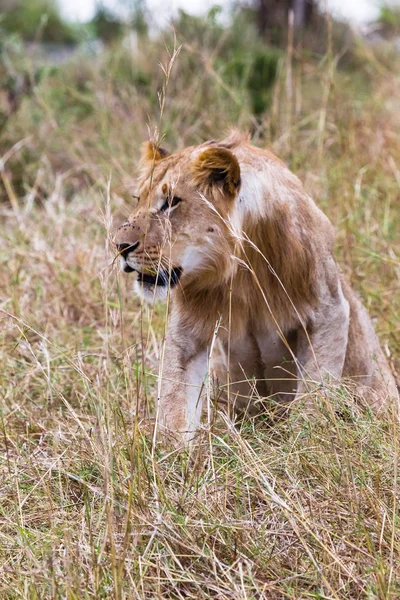 Young Lion Wary Savannah Masai Mara Kenya Africa — Stock Photo, Image
