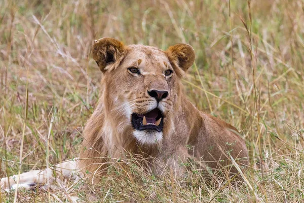 Young Lion Resting Savannah Masai Mara Kenya Africa — Stock Photo, Image