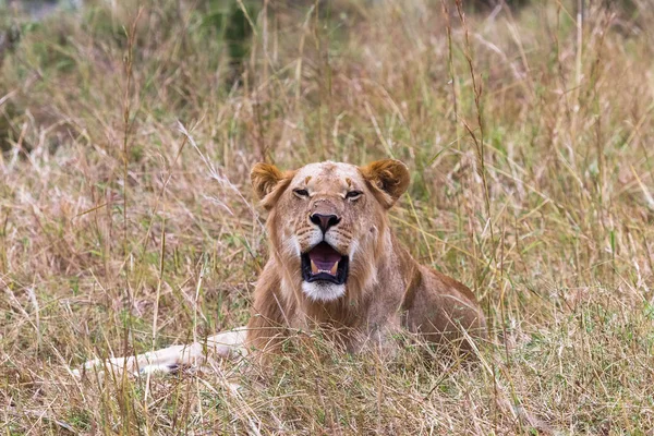 Młody Lew Leży Trawie Savannah Masai Mara Kenia Afryka — Zdjęcie stockowe