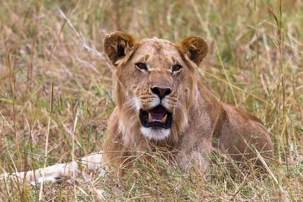 Leu Tânăr Odihnindu Iarbă Savannah Masai Mara Kenya Africa — Fotografie, imagine de stoc