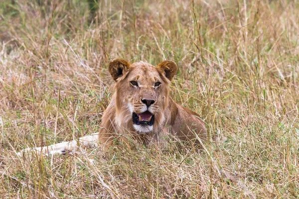 Een Jonge Leeuw Rusten Het Gras Kenia Afrika — Stockfoto