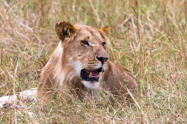 Portrait Jeune Lion Repos Kenya Afrique — Photo
