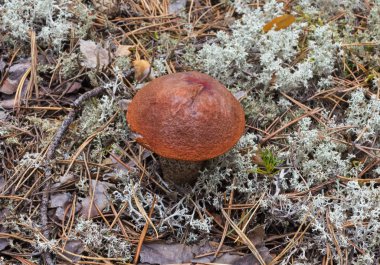 Orman-Tundra bir çörek. Sibirya, Rusya (Rev.2)