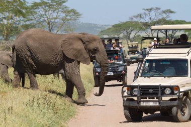 Halklar ve filler. Ekoturizm Eastest Afrika'da. Serengeti, Tanzanya (Rev.2)